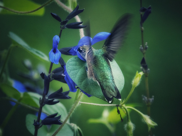 Hummingbird on Blue III