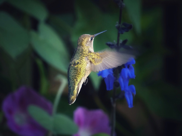 Hummingbird on Blue V