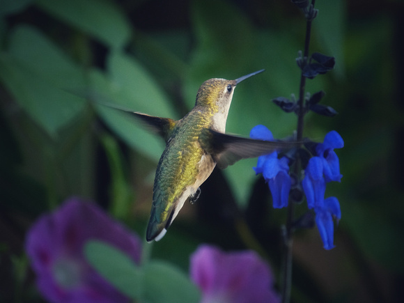 Hummingbird on Blue VI