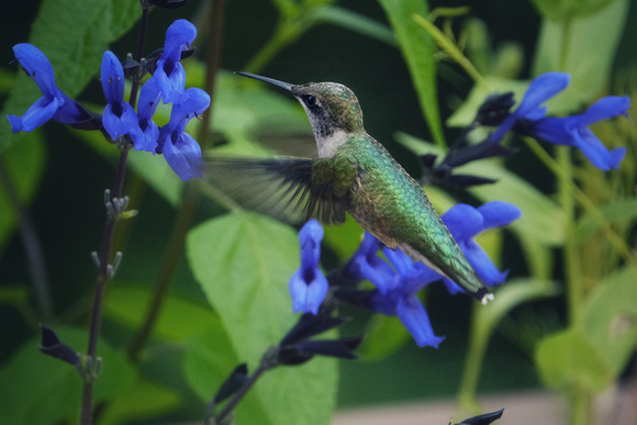 Hummingbird on Blue VIII