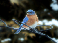 Snowfall Bluebird