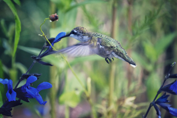 Hummingbird on Blue I