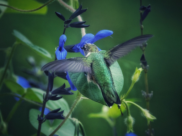 Hummingbird on Blue IV