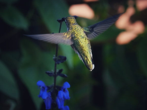 Hummingbird on Blue VII
