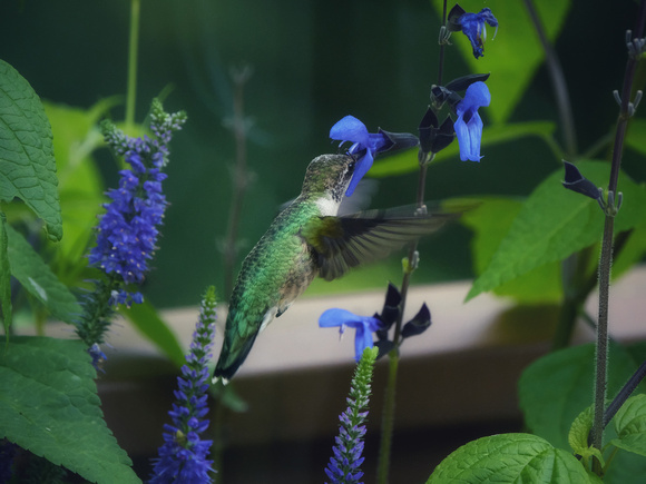 Hummingbird on Blue IX