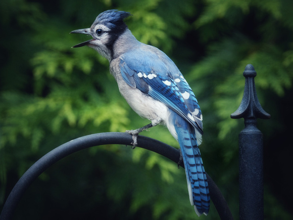 Lord Bluejay