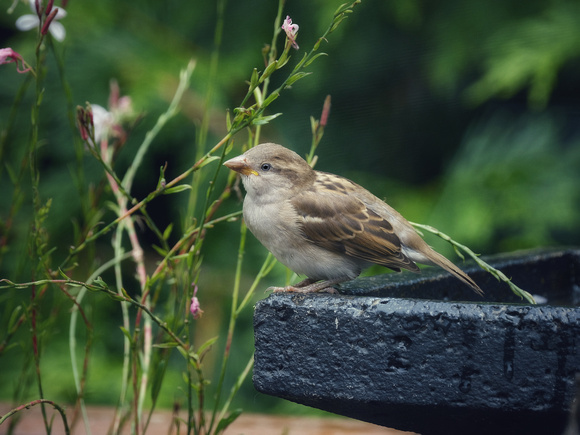 Friendly Sparrow