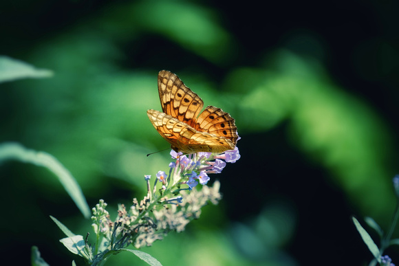 Veriegated Fritillary Butterfly Moment