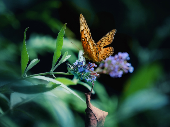 Butterfly Splendor