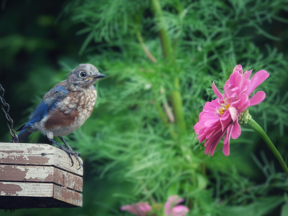 Bluebird and Flower