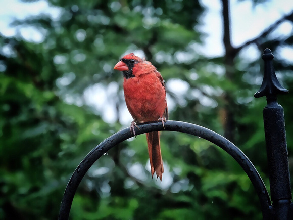 Soggy Cardinal