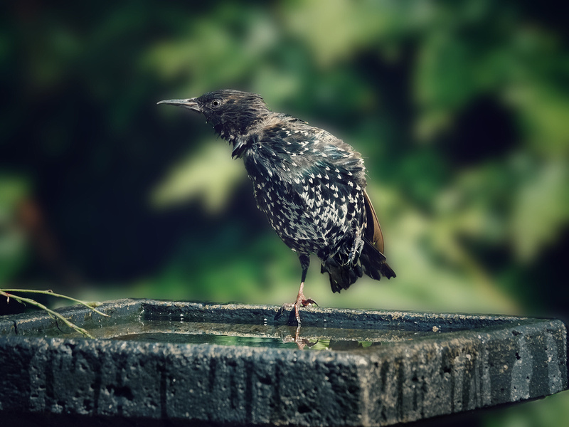 Our Stoic, Disabled Starling
