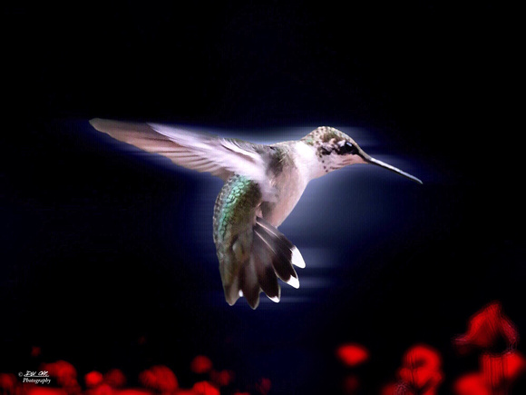 Hummingbird in Motion