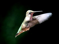 Hovering Hummingbird I