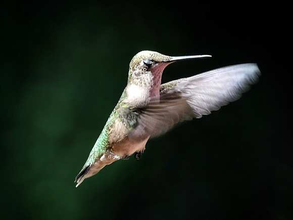 Hovering Hummingbird I