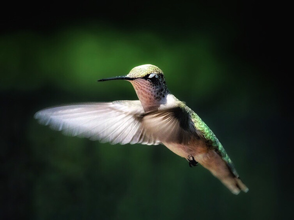 Hovering Hummingbird II