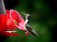 Hummingbird Playday III