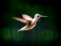 Hummingbird Beauty