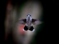 The Eagle-Eye of the Hummingbird