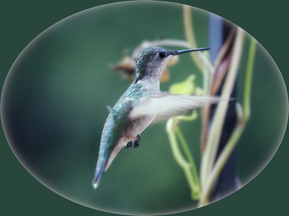 The Hummingbird Way II