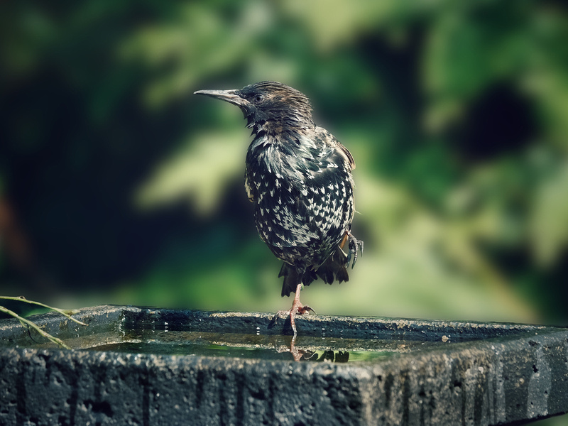 Disabled Starling
