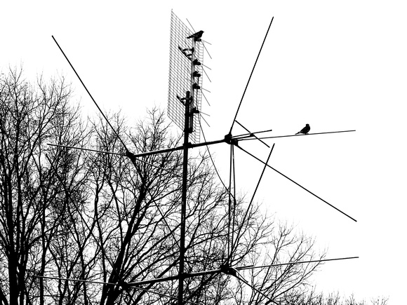 An Avian Staging Area (Two Bluebirds)