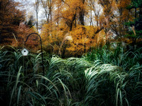 Sword Grass of Autumn