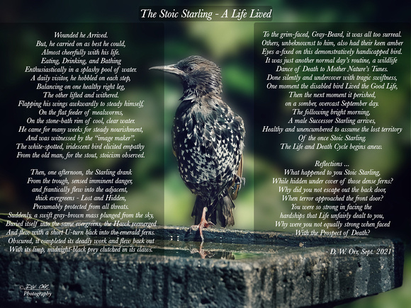 The Stoic Starling