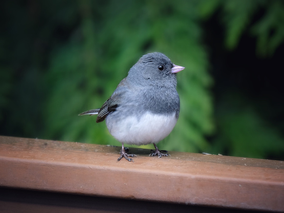 The Juncos Have Returned