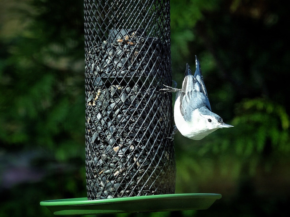 Nuthatch Lookout