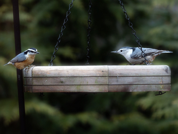 Red Breasted and White Breasted Nuthatches