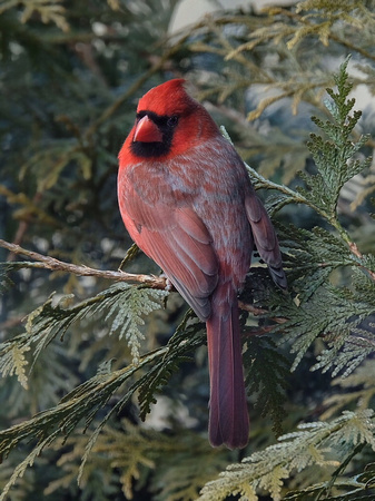 The Beautiful Cardinal