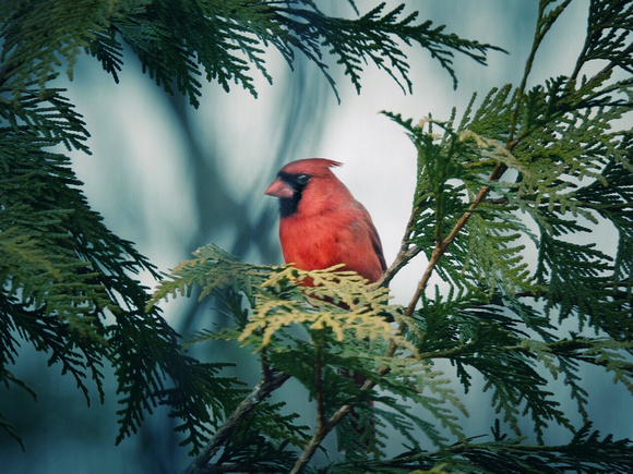 Cardinal at Peace