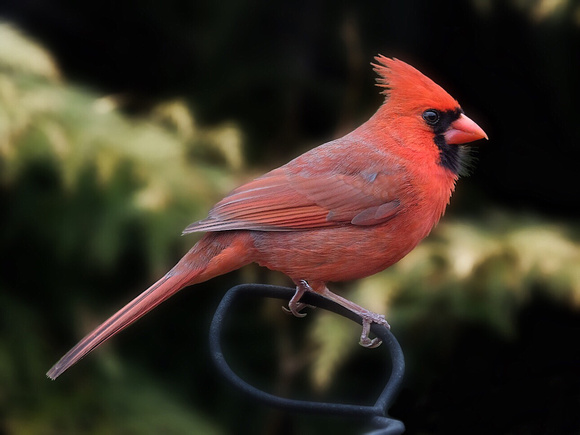 Majestic Cardinal