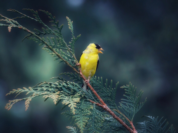 Goldfinch Squawking