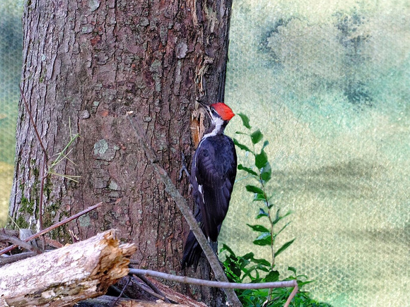 Pileated Woodpecker Redux