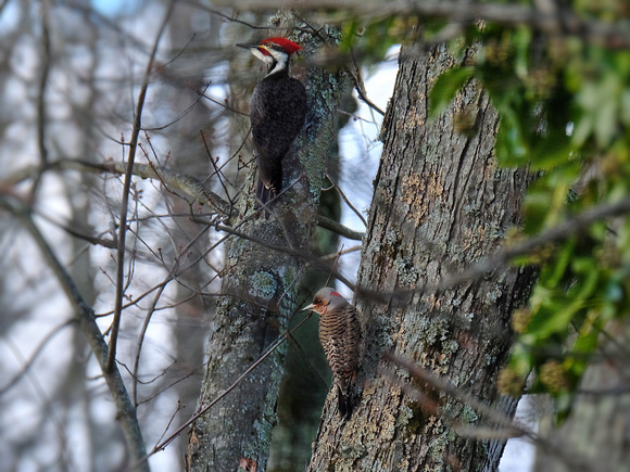 Male Pileated and Northern Flicker