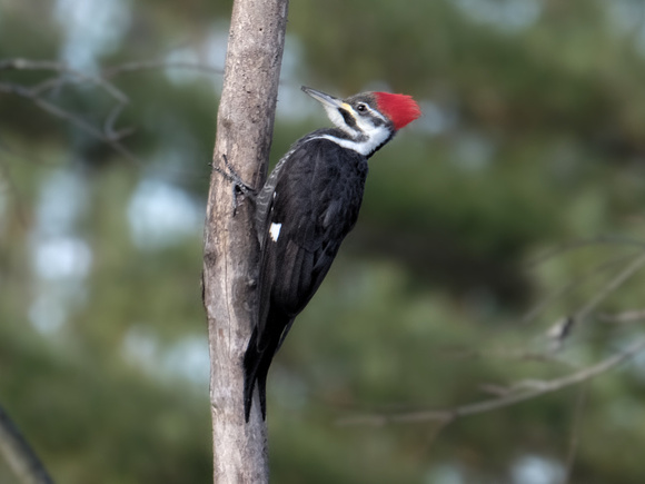 Lovely Female Pileated
