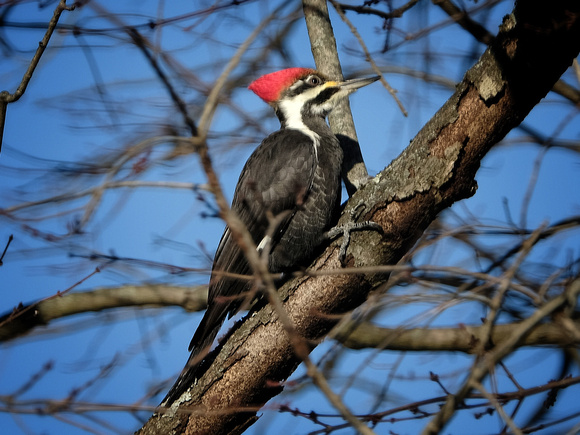 A Pileated in December