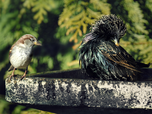 A Sparrow and Starling Moment