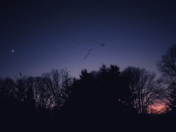 The Sun Sets, The Moon Arises, The Geese Fly