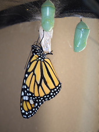 Maiden Monarch Butterfly