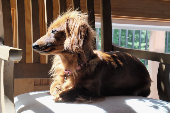 Sunbathing Doxie