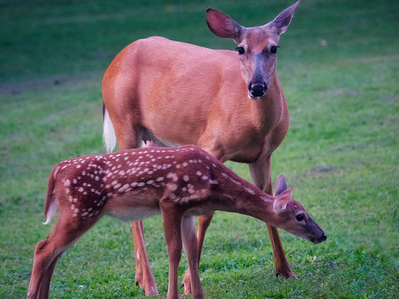 Mom and Her Fawn