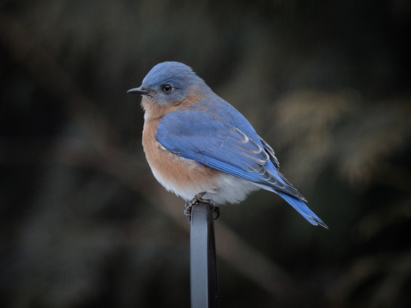 Portrait of a Male Bluebird