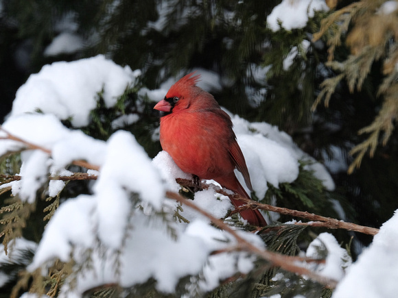 Cardinal Amongst the Snow
