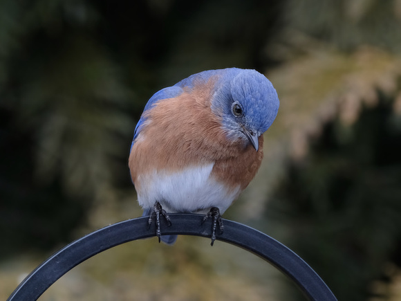 A Bluebird Bow