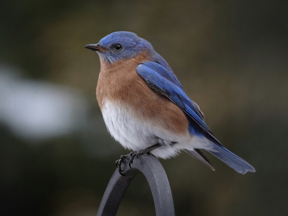 Another Lovely Bluebird