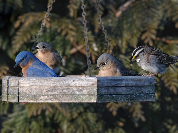 Bluebirds and Their Sparrow Friend