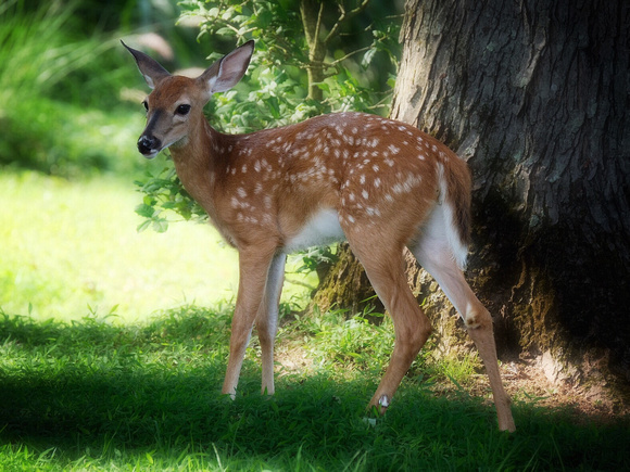 Fawn in the Shade
